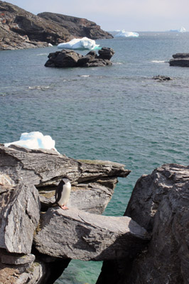 Chinstrap penguin and hanging rock