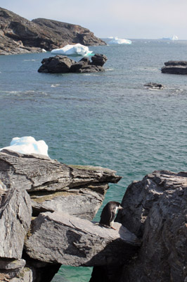 Chinstrap penguin and hanging rock