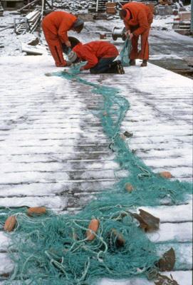 Removing Fish from a Net
