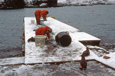 Removing Fish from a Net