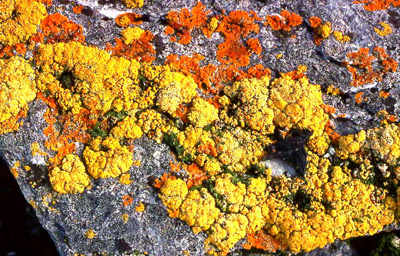 Lichens