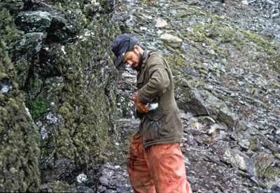 Ringing (or otherwise molesting) a Cape Pigeon