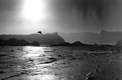 Contre jour glazed sea ice and flying Mutt over Borge Bay