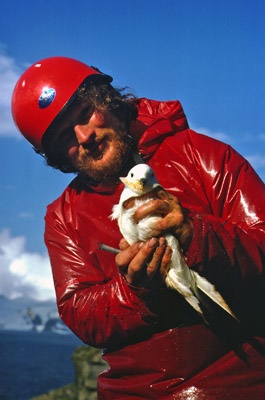 Jon Ringing a Snow Petrel in Summer