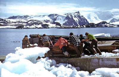 Manhandling boat down jetty early summer