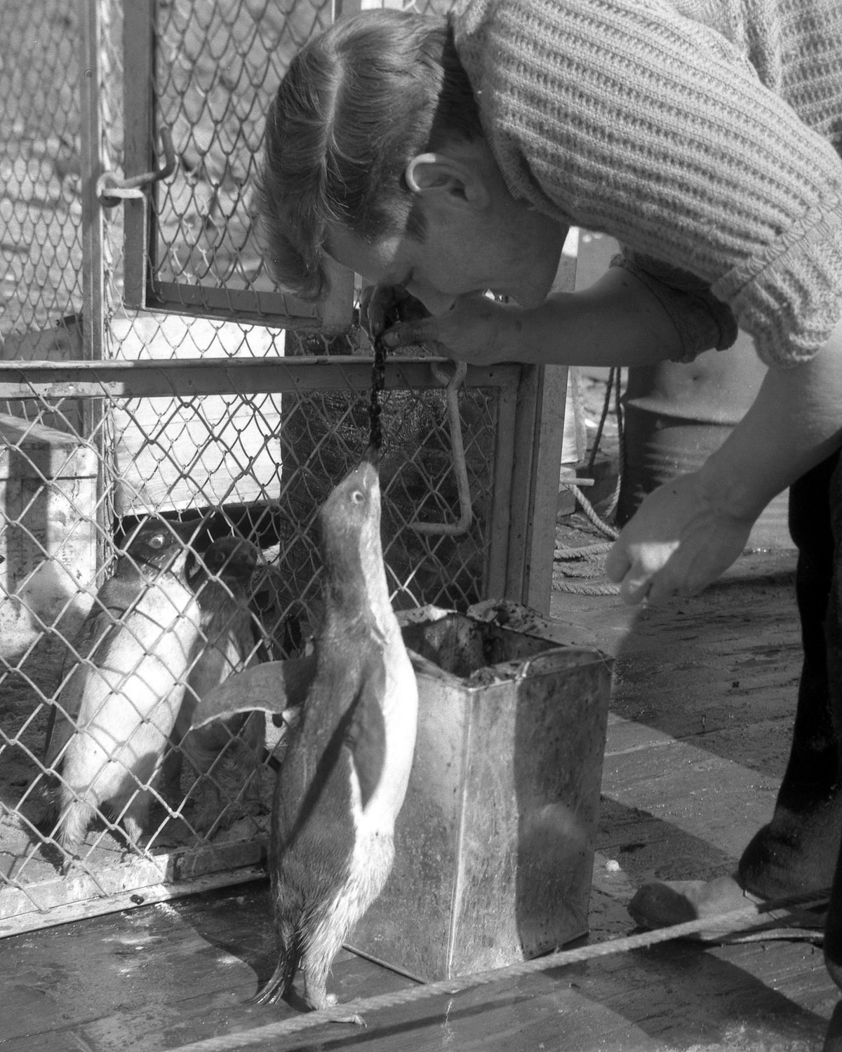 Ron Pinder feeding penguin chick destined for Edinburgh Zoo 1959