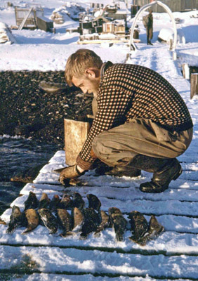 Pete Tilbrook prepares the catch