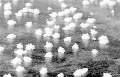 Ice flowers forming on new sea ice