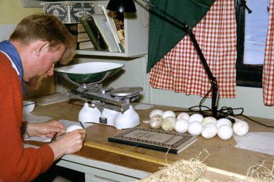 Fred with Giant Petrel eggs