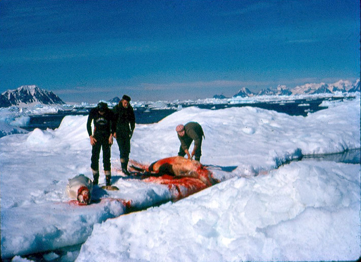 Getting seals for sled dog food