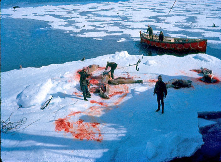 Getting seals for sled dog food