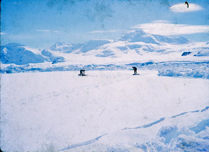 Getting seals for sled dog food