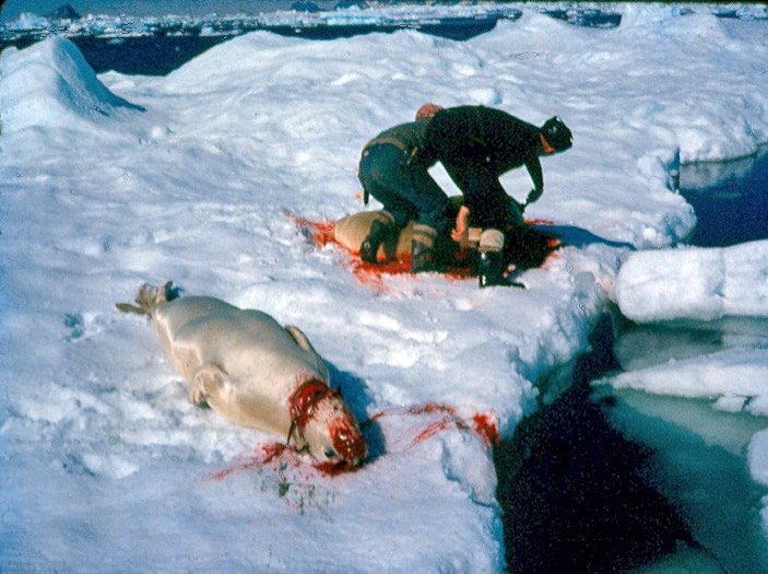 Getting seals for sled dog food