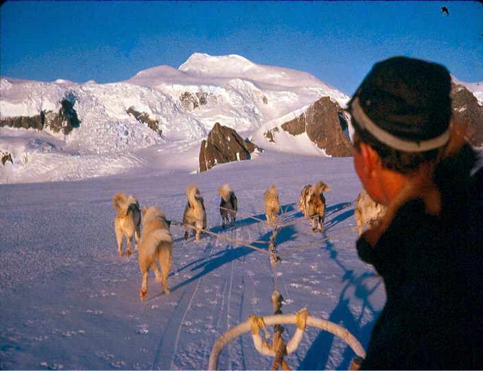 Dogs pulling a sled