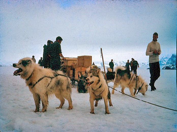 Sea ice relief by dog sled