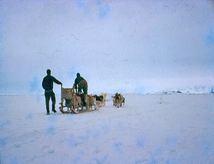 Dog sled