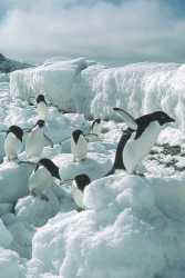 Waiting by the ice foot for the tide to return