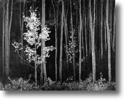 Ansel Adams - Aspens - New Mexico 1958 2