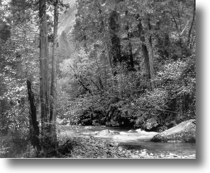 Ansel Adams - Tenaya Creek, Dogwood, Rain