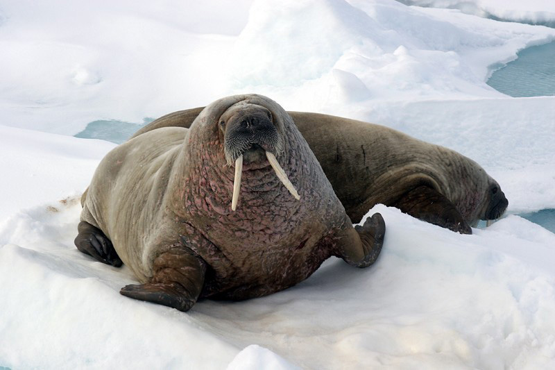 Моржи в тундре. Ластоногие моржи. Моржи, тюлени, нерпы Арктика. Моржи тюлени морские котики. Белый медведь морж тюлень.