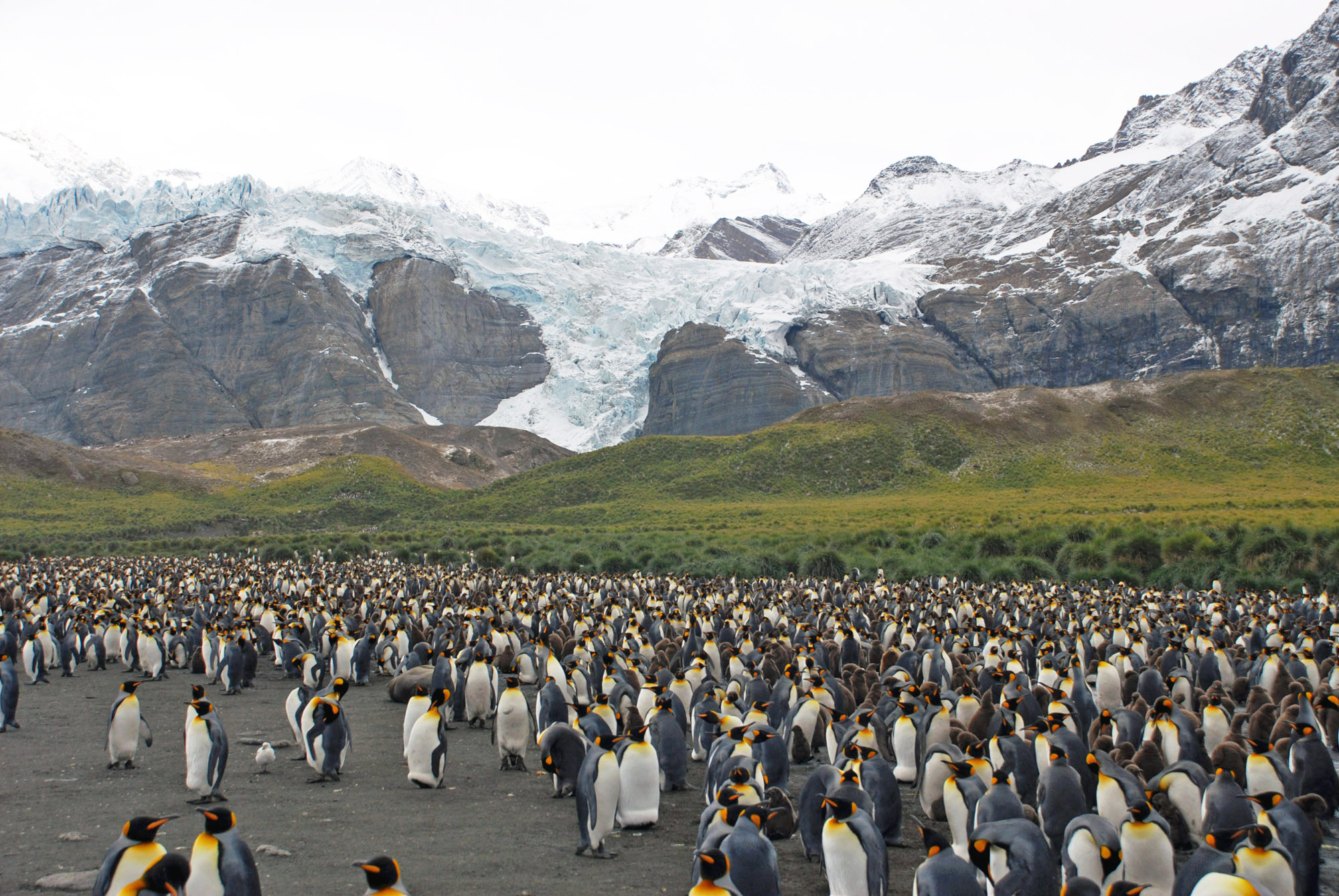 South Island, Antarctica, Falklands Cruise