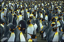 Antarctica, Falklands and South Georgia - 2011/1