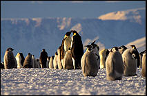 Scott & Shackleton's Antarctica - Ross Sea