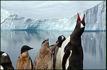 Antarctica Cruise - Weddell Sea & Peninsula with Diving Optio