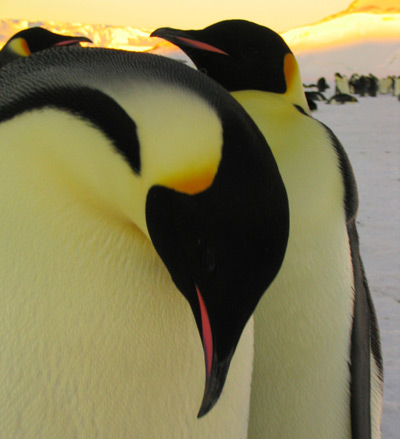 Cool Antarctica, pictures of Antarctica, facts and travel guide Cool Antarctica, pictures of Antarctica, facts and travel guide