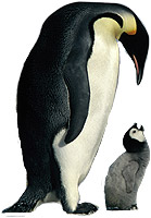 Emperor penguin