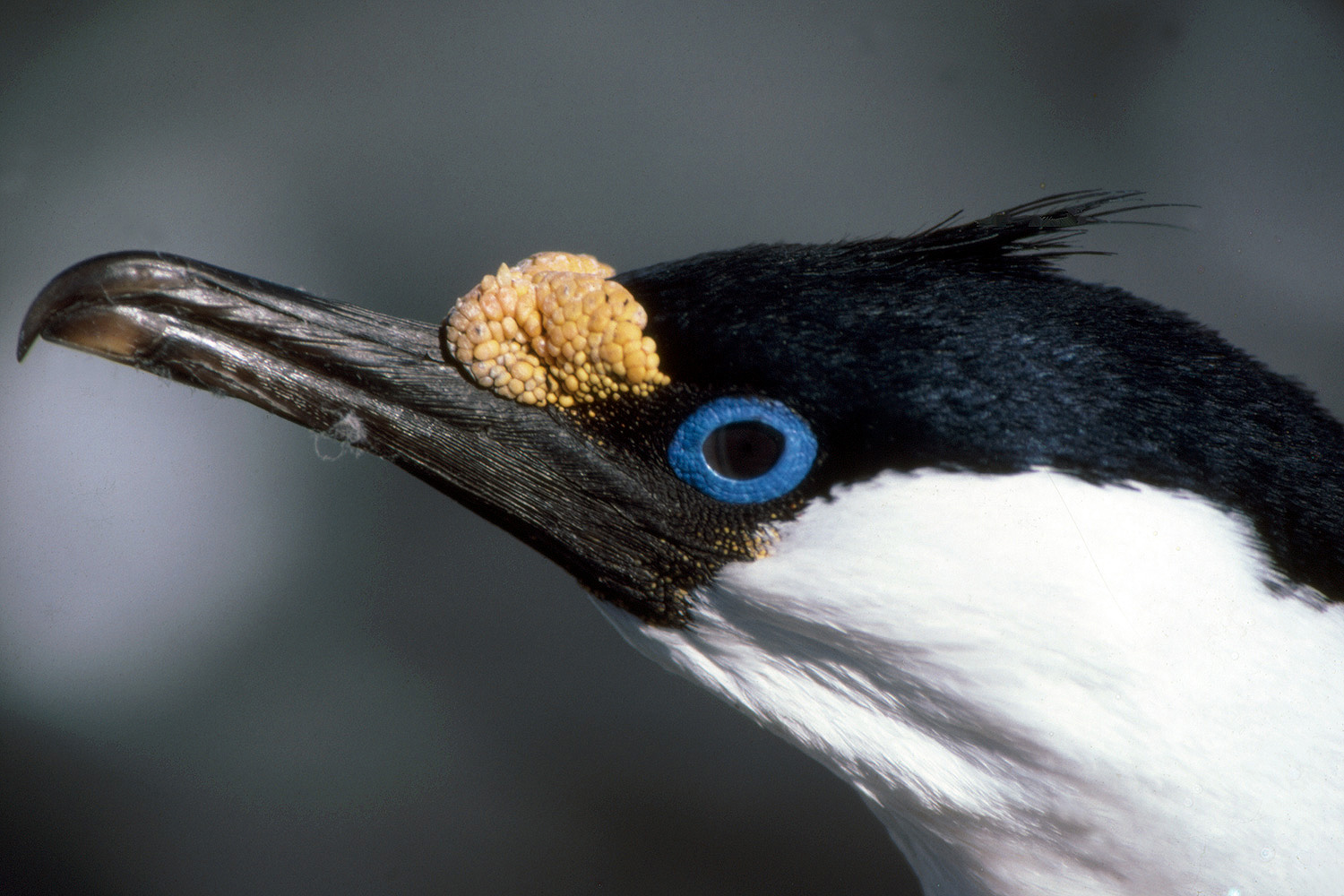 Blue Eyed Shag - Phalacrocorax atriceps