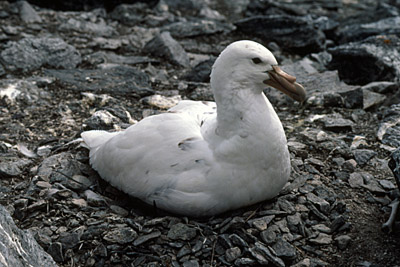 Giant Petrel - Macronectes giganteus - Parent and Chick on Nest