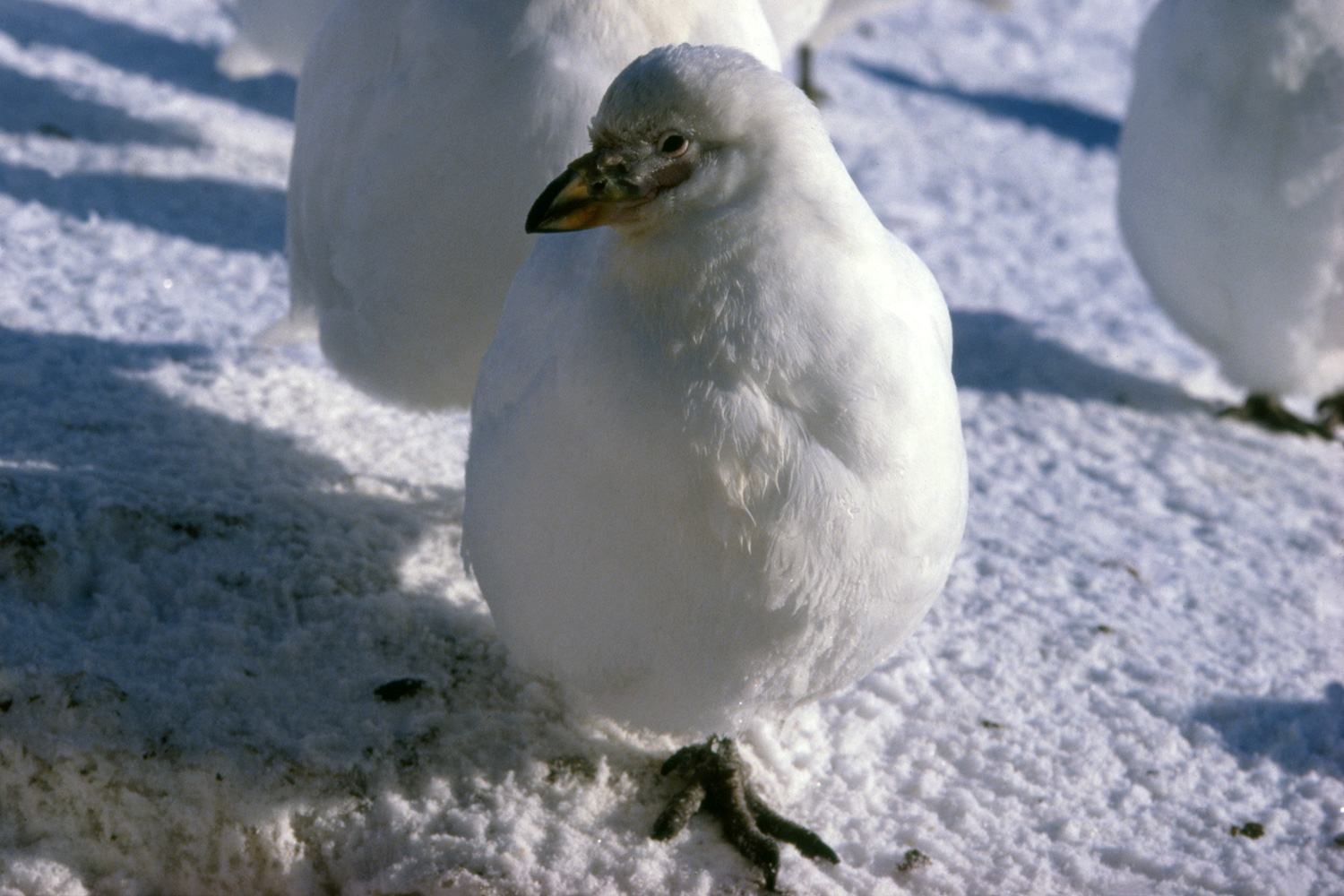 American or Snowy Sheathbill - Chionis albus - Fluffed Out Individual