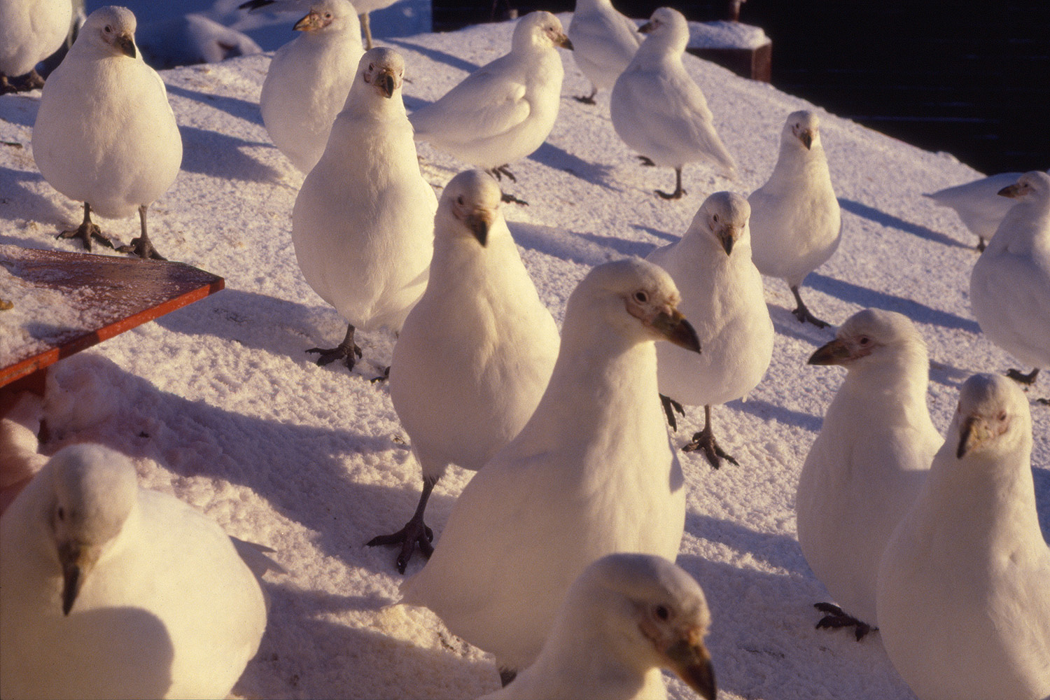 American or Snowy Sheathbill - Chionis albus - Group Outside a Research Base in Winter