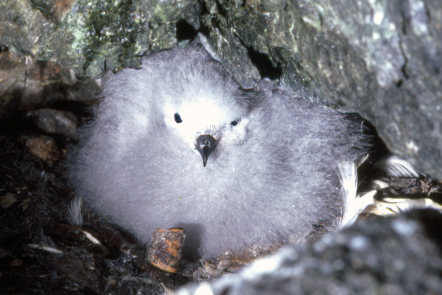 Antarctic Prion - Pachyptila desolata - Emerging from Nesting Site Amongst Rocks