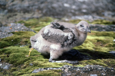 Antarctic or South Polar Skua Chick - Catharacta maccormicki