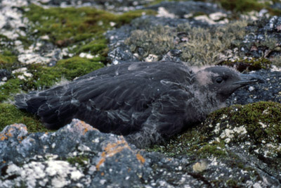 Antarctic or South Polar Skua Chick - Catharacta maccormicki