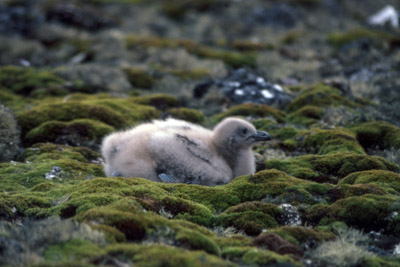 Antarctic or South Polar Skua Chick - Catharacta maccormicki