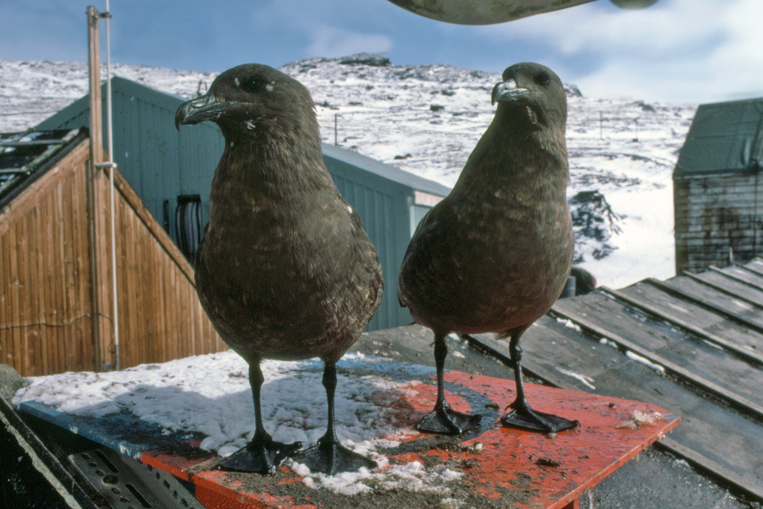 Antarctic or South Polar Skua Pair - Catharacta maccormicki