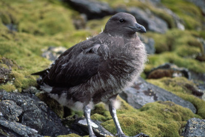 Antarctic or South Polar Skua Chick - Catharacta maccormicki