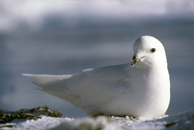 Snow Petrel - Pagadroma nivea Feeding at a Tide Crack