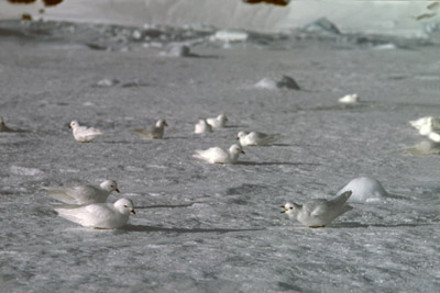 Snow Petrel - Pagadroma nivea Feeding at a Tide Crack