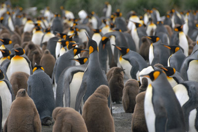 King Penguins, Salisbury Plain, South Georgia