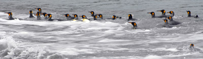 King Penguins, South Georgia