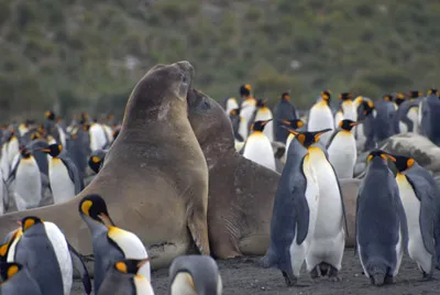 Elephant Seals and King Penguins - South Georgia