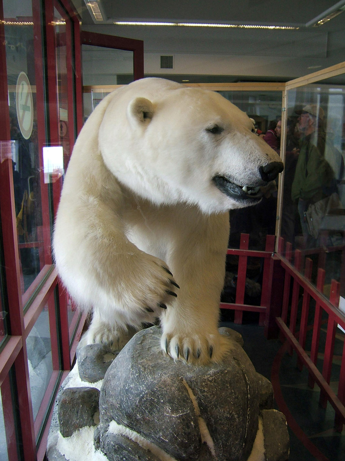 Polar Bear (stuffed) at Resolute Airport