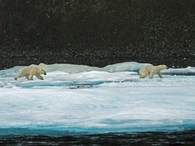 Prince Leopold Island - Polar Bears