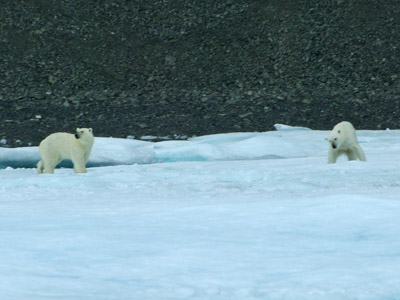 Prince Leopold Island - Polar Bears