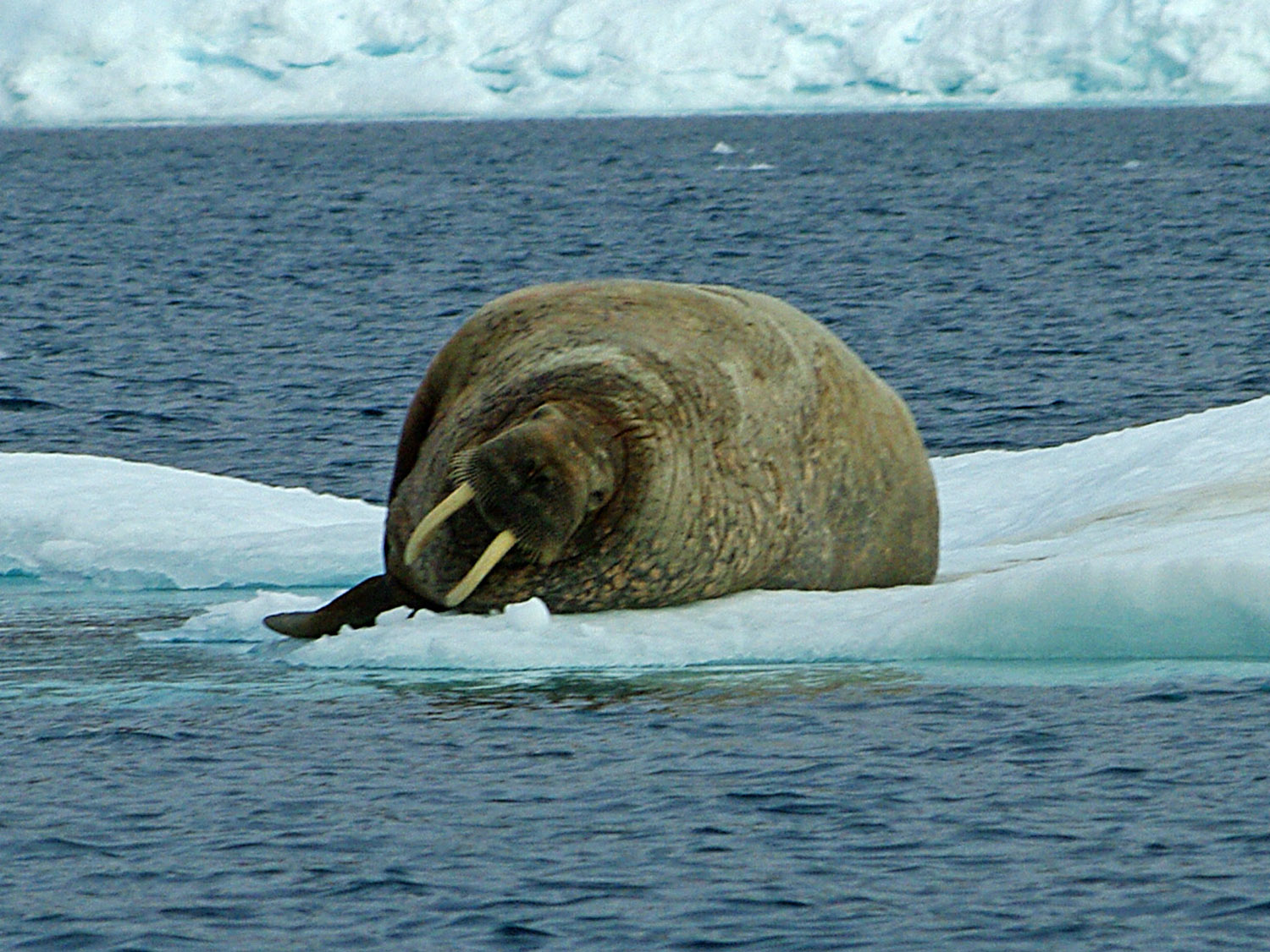 Walrus Male - Maxwell Bay, Prince Leopold Island