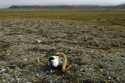 Bylot Island - Musk Ox Skull